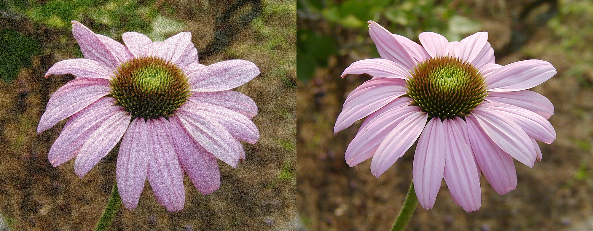 Two pictures of a pink flower with green leaves.
