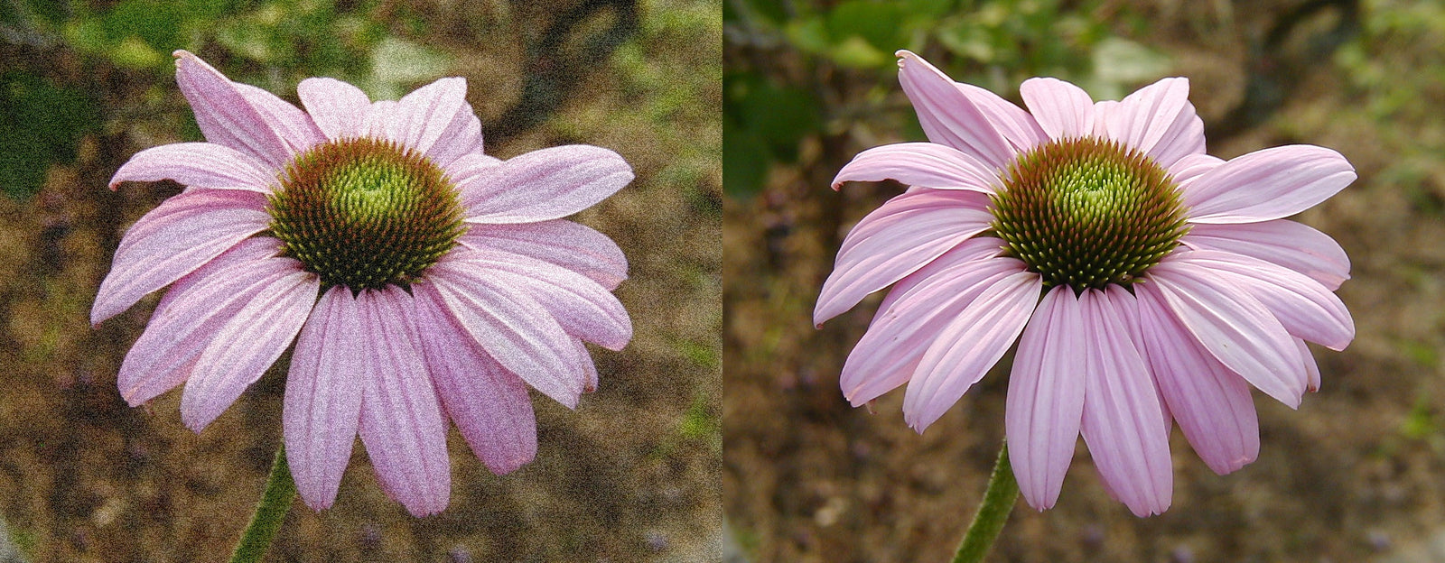Two pictures of a pink flower with green leaves.