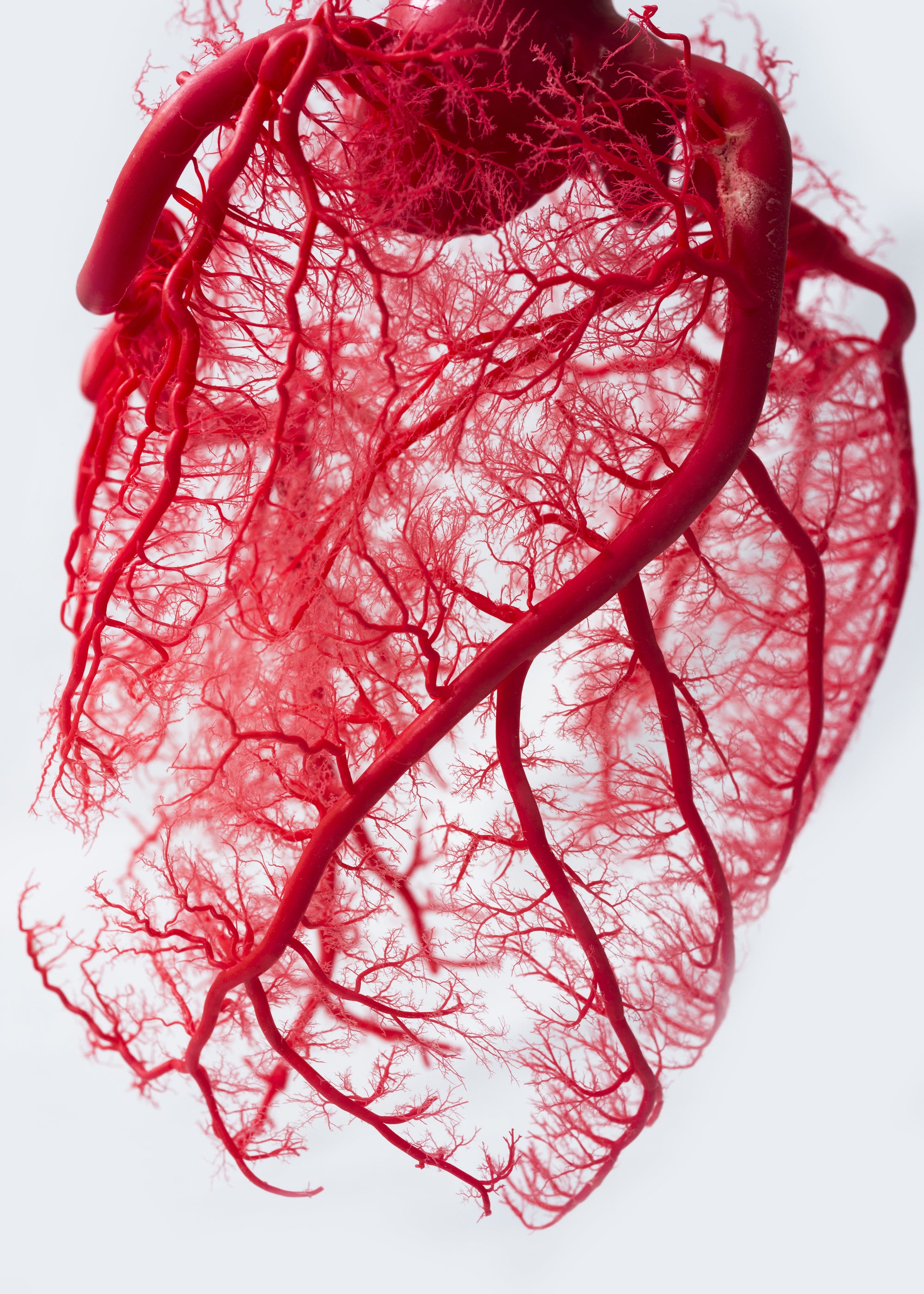 A red human heart is shown on a white background.
