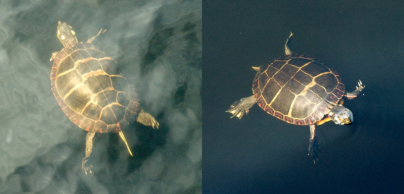 Two turtles swimming in the water.